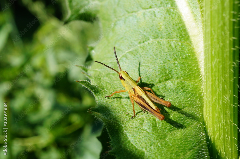 Fototapeta premium grasshopper on leaf