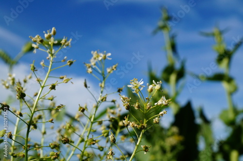 Fototapeta Naklejka Na Ścianę i Meble -  white flowers and blue sky