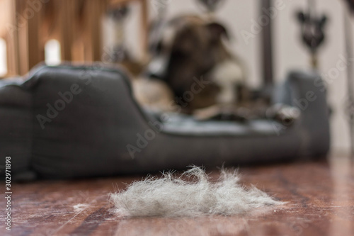 Photography dog hair on the floor during the hair shedding season