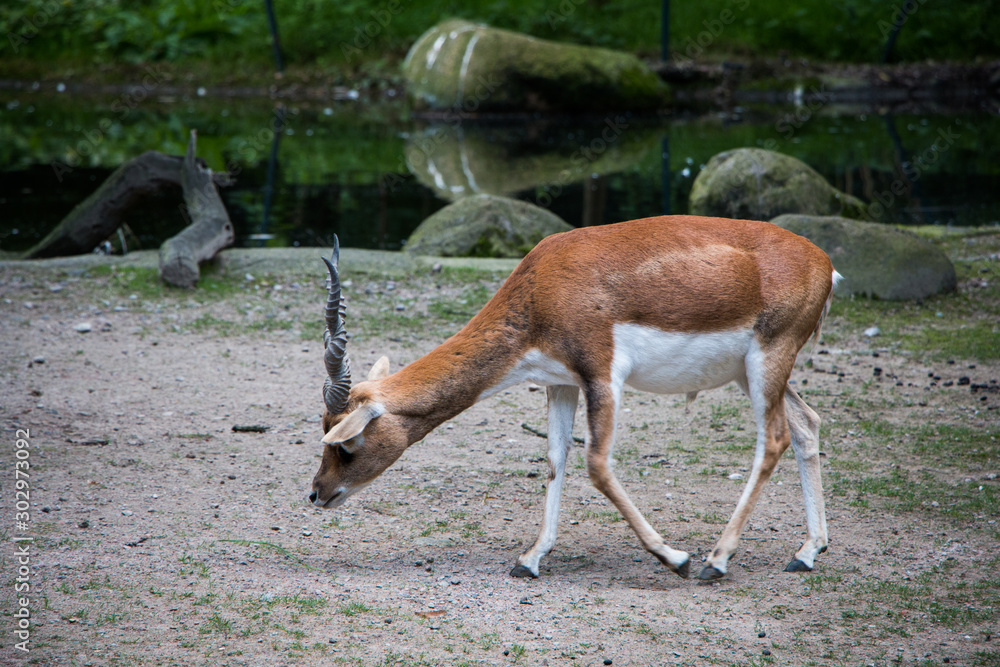 Obraz premium impala closing eyes