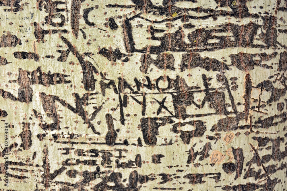 Detalle del tronco de un arbol grabado con marcas, textura