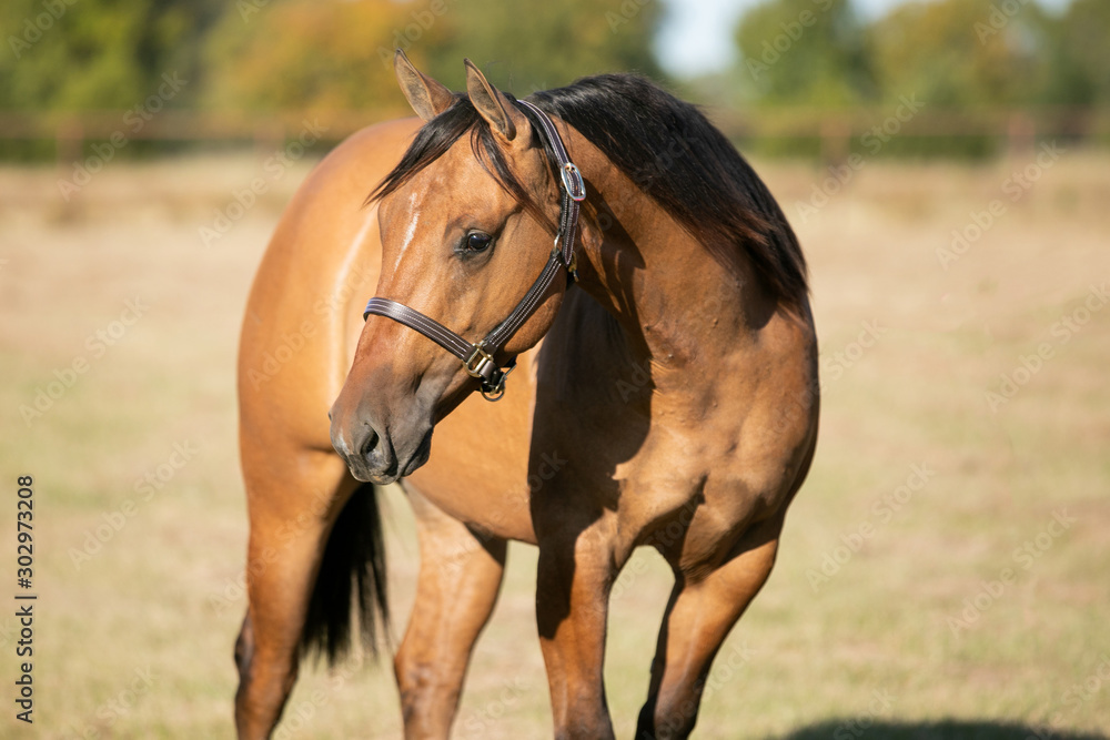 Obraz premium Horse Portrait 