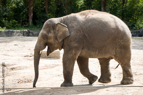 running elephant in the zoo