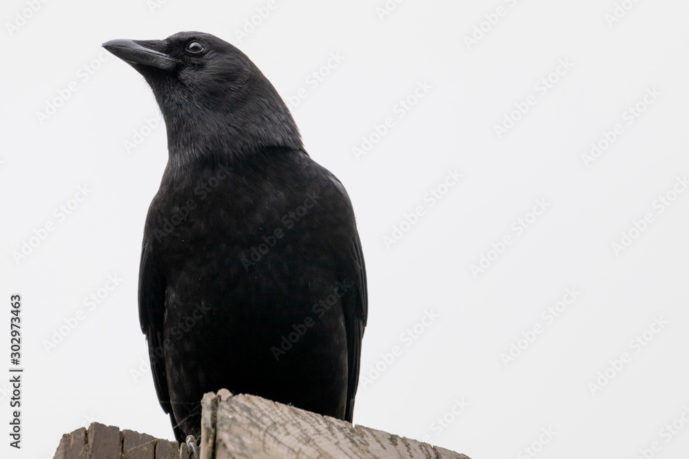 Obraz premium Close up of a crow isolated against a white background.