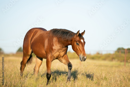 Quarter Horses in Pasture © Terri Cage 