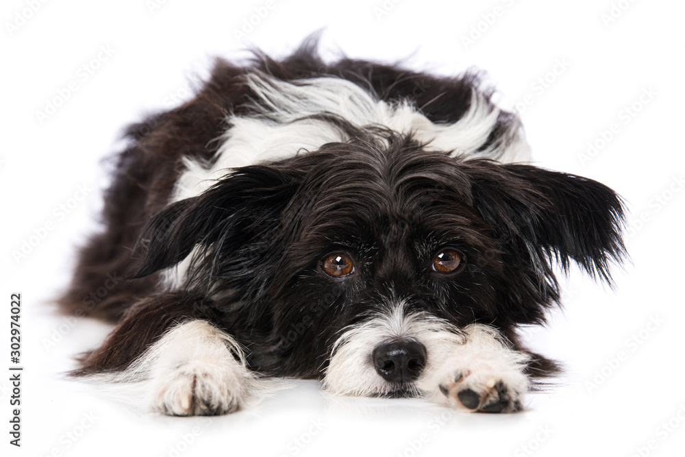 Cute tired dog lying isolated on white background Cute tired dog lying isolated on white background