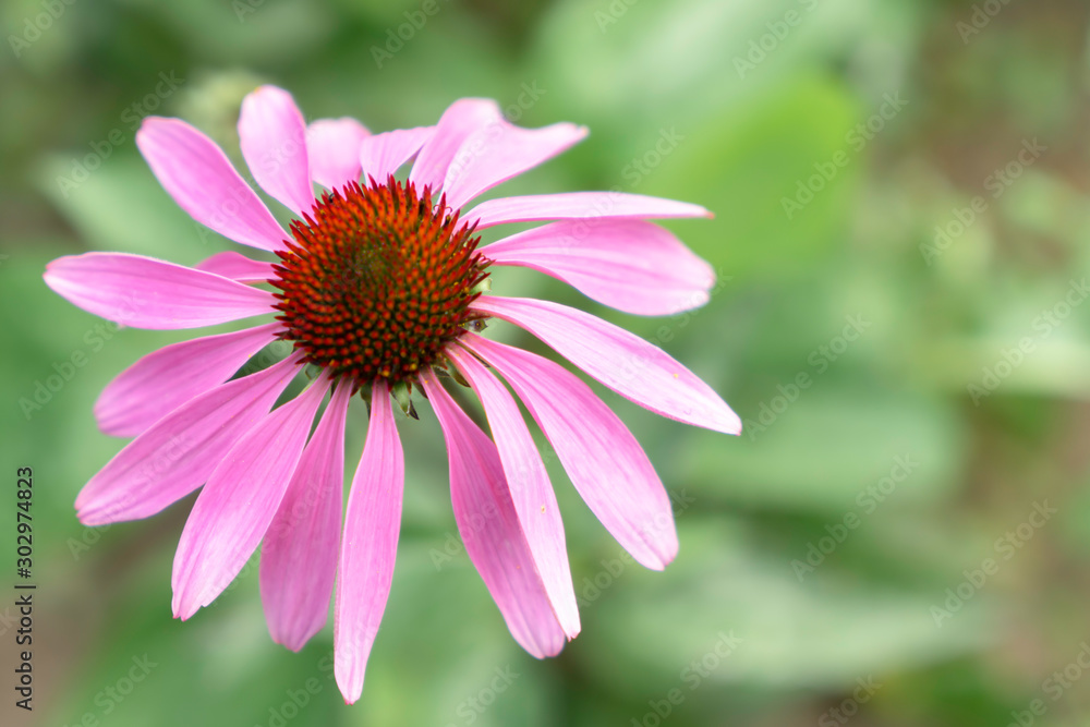 Echinacea purpurea (Asteraceae) is a perennial medicinal herb with important immunostimulatory and anti-inflammatory properties, especially the alleviation of cold symptoms.