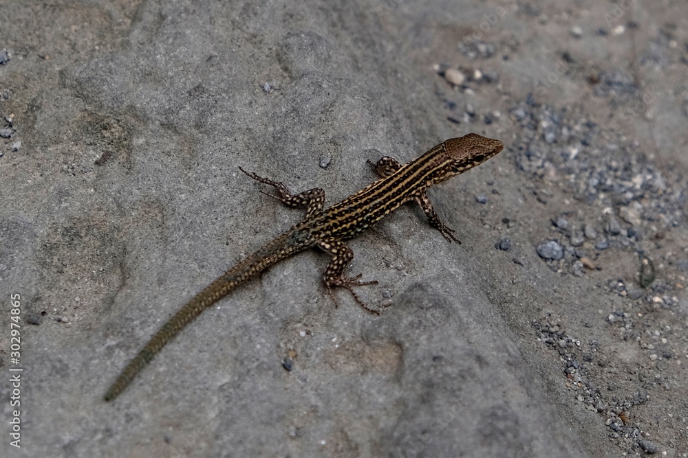 Iberian lizard resting on rock Iberian lizard resting on rock