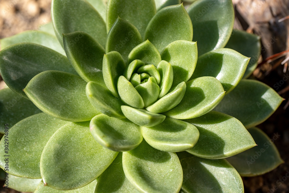 Close-up of green succulent echeveria in the stone garden Close-up of green succulent echeveria in the stone garden