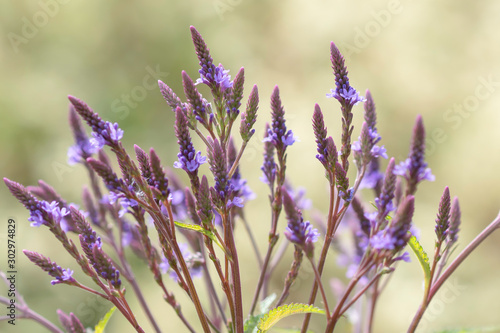 фотографія Verbena hastata, commonly called blue vervain, is a Missouri native perennial which commonly occurs in wet meadows, wet river bottomlands, stream banks, slough peripheries