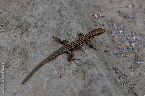 Iberian lizard resting on rock