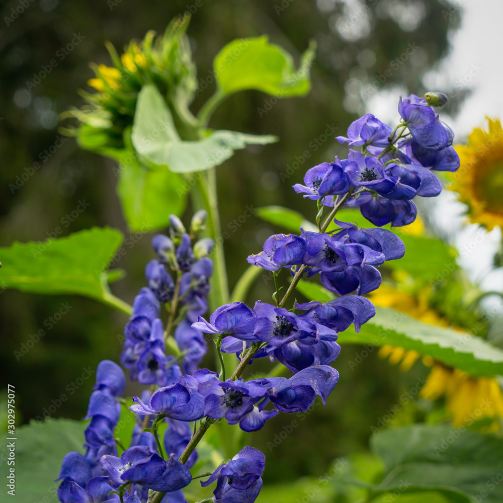 Aconitum Napellus, known as, monk`s-hood, is a species of flowering plant in the genus Aconitum of the family Ranunculaceae. Aconitum Napellus, known as, monk`s-hood, is a species of flowering plant in the genus Aconitum of the family Ranunculaceae.