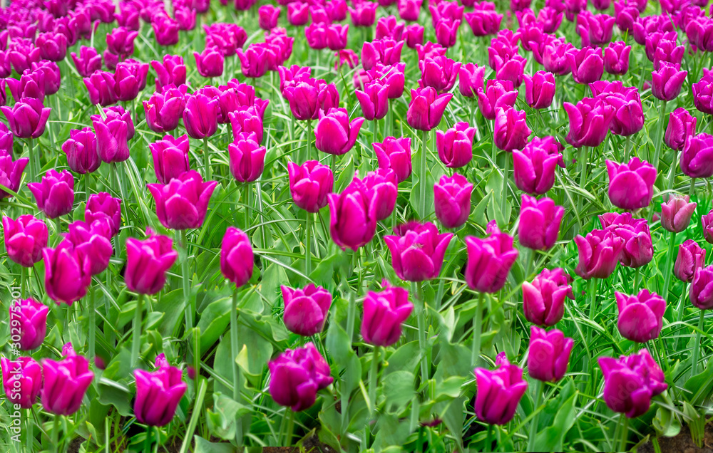 colorful tulips in the garden