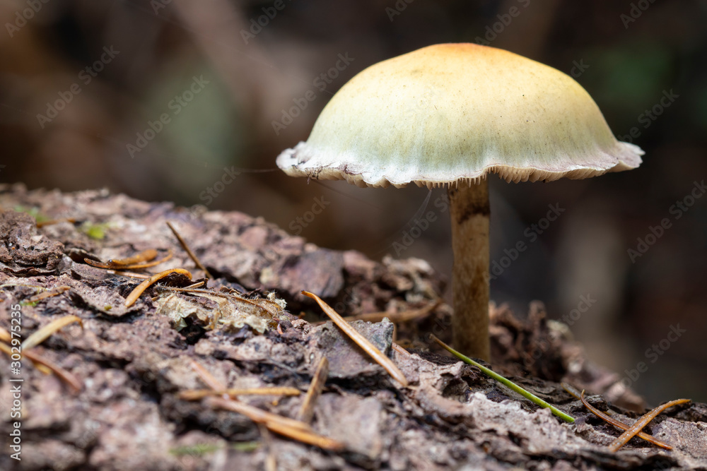 A small yellow brown gilled mushroom grows from a downed tree in the forest in the Oregon Coast Range. A small yellow brown gilled mushroom grows from a downed tree in the forest in the Oregon Coast Range.