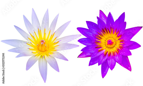 Close up of two blooming water lily or lotus flower isolated on white background