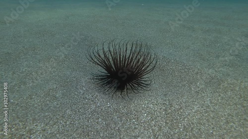 Anemone on the sandy seabed. Cylinder anemone or coloured tube anemone (Cerianthus membranaceus) Underwater shot. Mediterranean Sea, Europe. photo