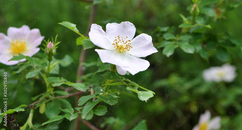 Fototapeta premium Rose hips bloom on the branch of the bush
