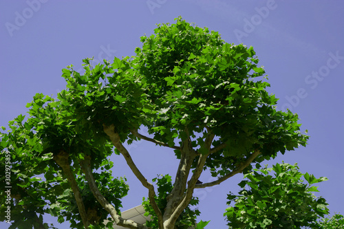 plane tree after cut with new shoots  trimmed platanus in early spring with fresh leaves and blue sky