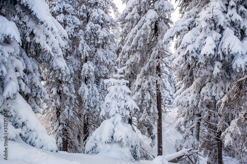 fir trees covered with snow. beautiful winter landscape