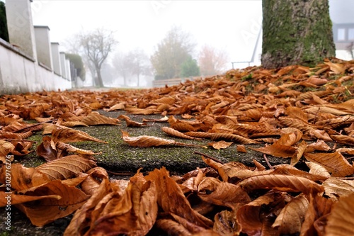 Laub im Wald und auf der Straße photo