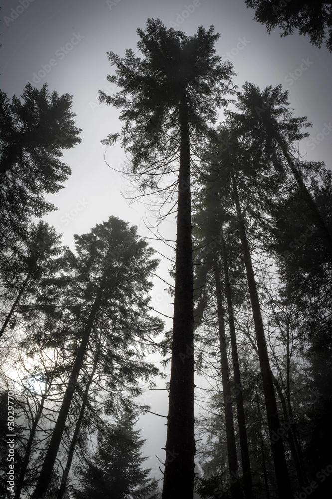 forest forest