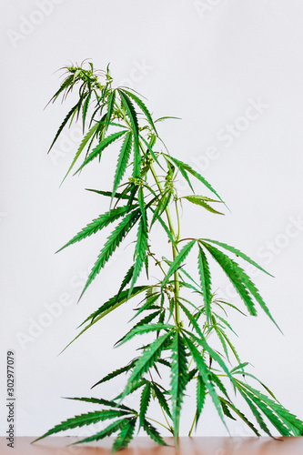 Marijuana leaves, cannabis on a white background, Beautiful background of green cannabis flowers A place for copy space, indoor cultivation