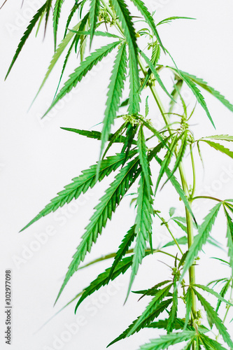 Fototapeta Naklejka Na Ścianę i Meble -  Marijuana leaves, cannabis on a white background, Beautiful background of green cannabis flowers A place for copy space, indoor cultivation