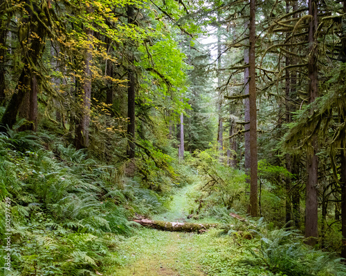 The Santiam wagon road winds through the lush Oregon forest. This is the historic route of settlers to the Willamette Valley of Oregon. 