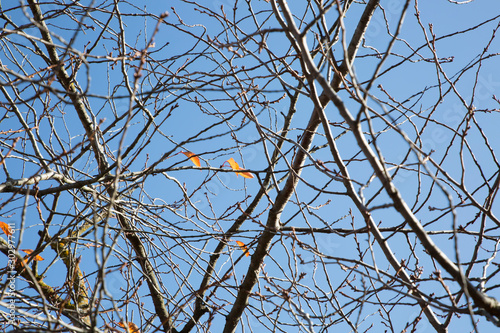 Two yellow leaves on deciduous tree in fall against blue sky