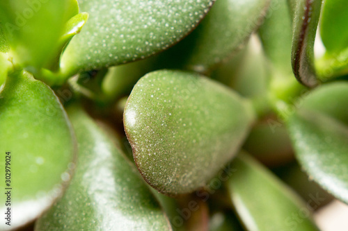 Abstract autumn pattern of succulent leaves. Green leaves close-up.