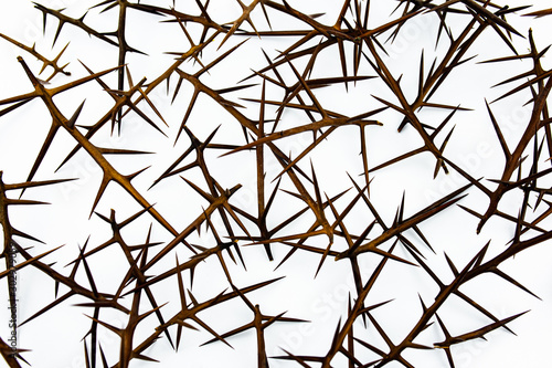 sharp needles of prickly acacia on a white background isolate photo