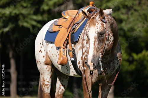Tablou pe pânză Appaloosa Headshot