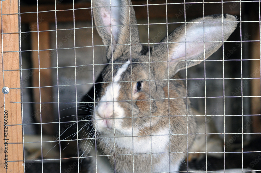 Naklejka premium Cute gray domestic rabbit in a cage.