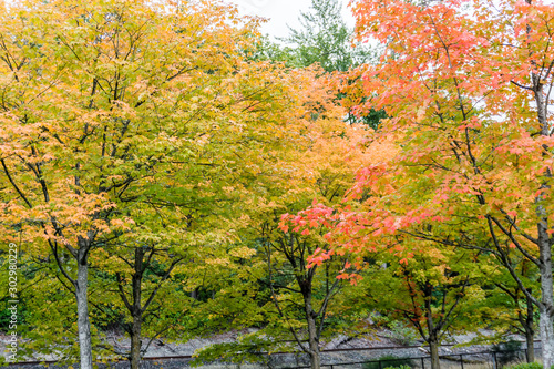 Autumn Colors At Coulon Park