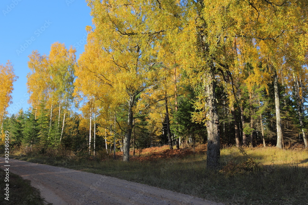 Naklejka premium road in autumn forest