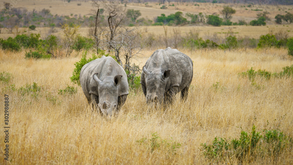 Fototapeta premium white rhinos in kruger national park, mpumalanga, south africa 3
