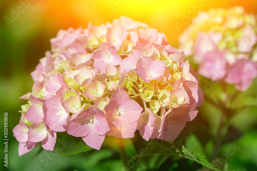 Beautiful floral background.