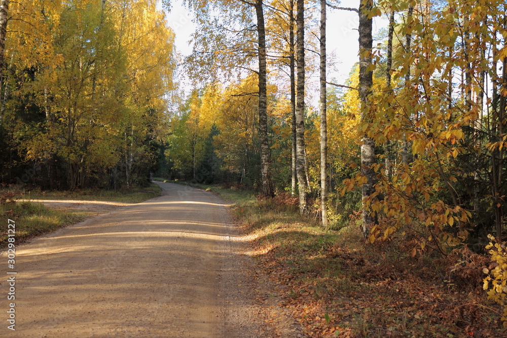 Fototapeta premium road in autumn forest
