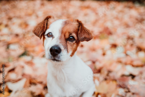 cute small jack russell dog sitting outdoors on brown leaves background. Autumn season © Eva