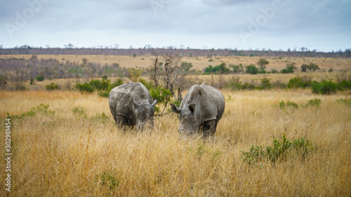 white rhinos in kruger national park, mpumalanga, south africa 20
