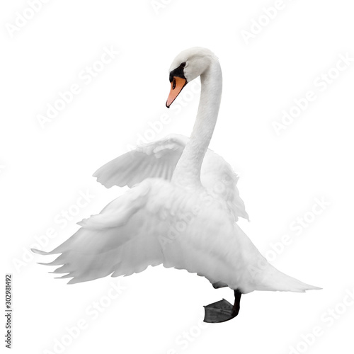 Swan isolated on white