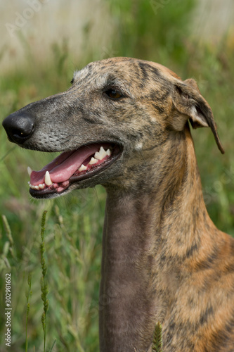 Portrait of a brindle colored greyhound in the field
