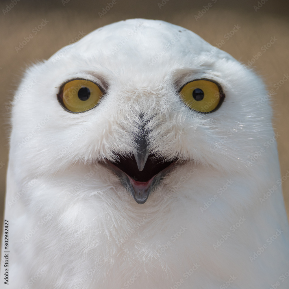 Obraz premium Snowy Owl Portrait