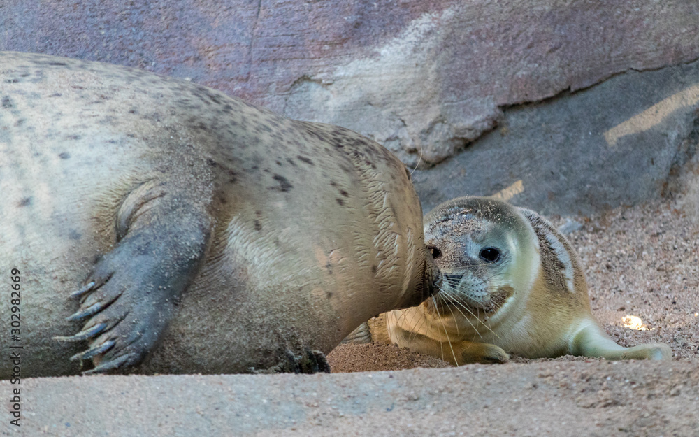 Fototapeta premium Cute Baby Seal