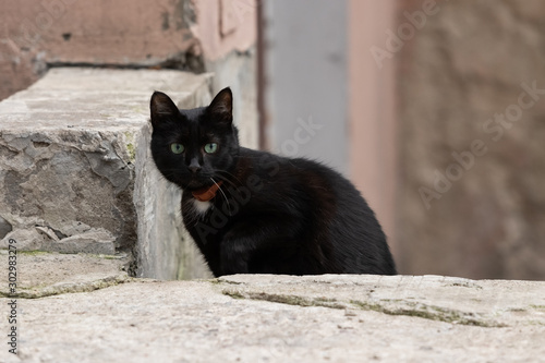 Black cat walking down the street photo