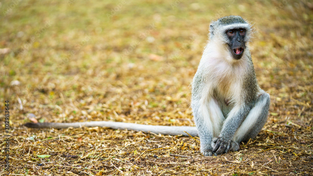 Obraz premium vervet monkey in kruger national park, mpumalanga, south africa 67