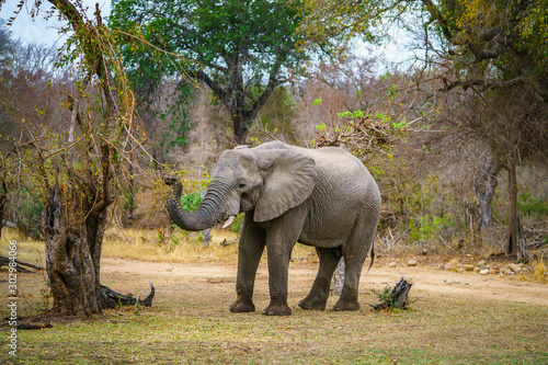 elephant in kruger national park  mpumalanga  south africa 64