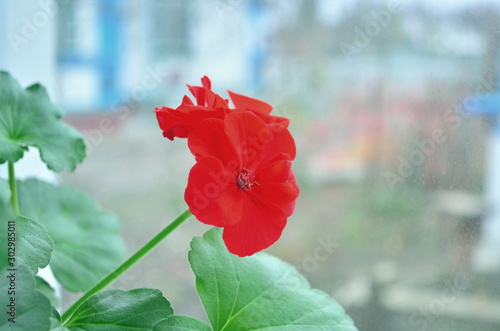 awesome red flower ivan and mariya photo