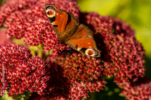 closeup of red peacock butterfly on red flower