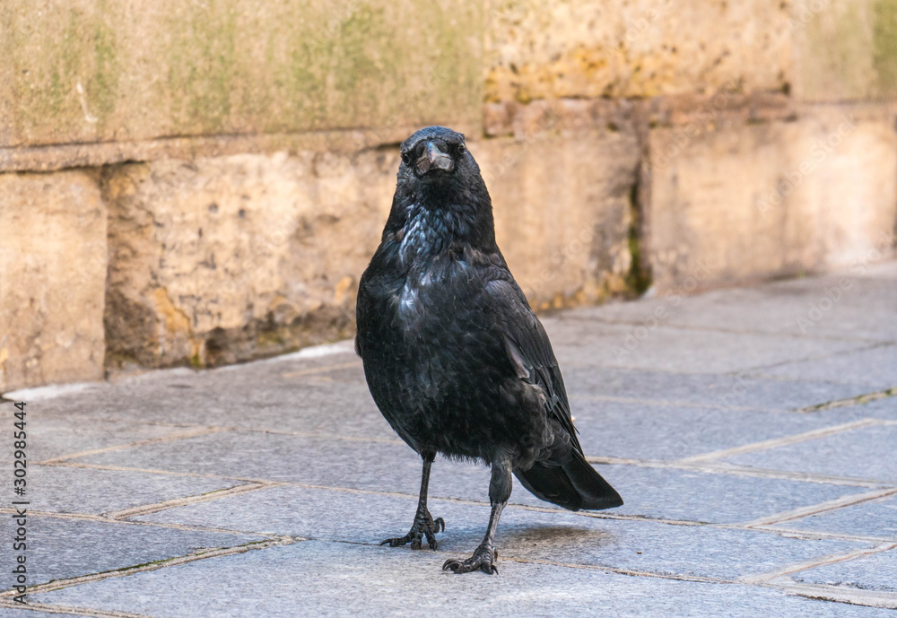 Fototapeta premium Corbeau
